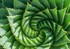 Biólogo UAI participa de libro que dilucida la pregunta "¿Saben matemática las plantas?"