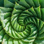 Biólogo UAI participa de libro que dilucida la pregunta "¿Saben matemática las plantas?"