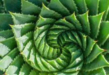 Biólogo UAI participa de libro que dilucida la pregunta "¿Saben matemática las plantas?"
