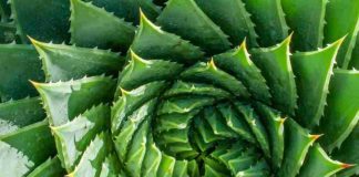 Biólogo UAI participa de libro que dilucida la pregunta «¿Saben matemática las plantas?» Biólogo UAI participa de libro que dilucida la pregunta "¿Saben matemática las plantas?"