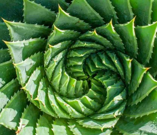 Biólogo UAI participa de libro que dilucida la pregunta "¿Saben matemática las plantas?"