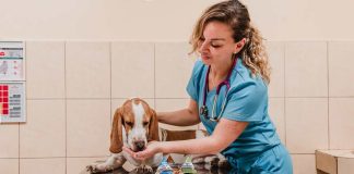 Europa a la vanguardia en bienestar de mascotas ¿Qué falta en Chile?