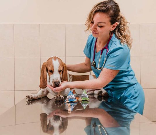 Europa a la vanguardia en bienestar de mascotas ¿Qué falta en Chile?