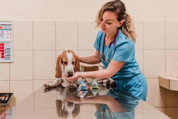 Europa a la vanguardia en bienestar de mascotas ¿Qué falta en Chile?