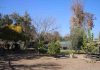 Reportaje | Independencia Ciudadana impulsa el bosque Miyawaki más grande de Chile y fortalece su Laboratorio Ambiental Reportaje | Independencia Ciudadana impulsa el bosque Miyawaki más grande de Chile y fortalece su Laboratorio Ambiental