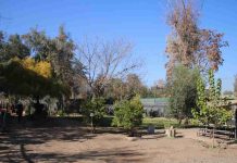 Reportaje | Independencia Ciudadana impulsa el bosque Miyawaki más grande de Chile y fortalece su Laboratorio Ambiental Reportaje | Independencia Ciudadana impulsa el bosque Miyawaki más grande de Chile y fortalece su Laboratorio Ambiental