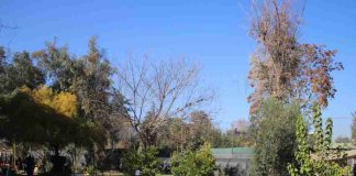 Reportaje | Independencia Ciudadana impulsa el bosque Miyawaki más grande de Chile y fortalece su Laboratorio Ambiental