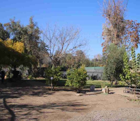 Reportaje | Independencia Ciudadana impulsa el bosque Miyawaki más grande de Chile y fortalece su Laboratorio Ambiental