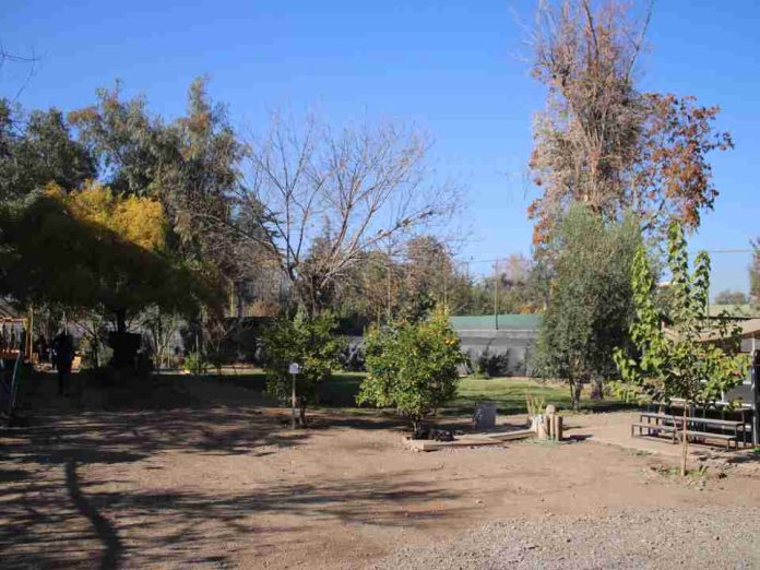 Reportaje | Independencia Ciudadana impulsa el bosque Miyawaki más grande de Chile y fortalece su Laboratorio Ambiental