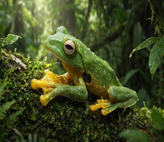 Un estudio global alertó por la extinción de especies en regiones inesperadas: el impacto del cambio climático Un estudio global alertó por la extinción de especies en regiones inesperadas: el impacto del cambio climático