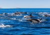 ¿Hay más delfines en las costas chilenas? Biólogos marinos explican qué está ocurriendo realmente ¿Hay más delfines en las costas chilenas? Biólogos marinos explican qué está ocurriendo realmente