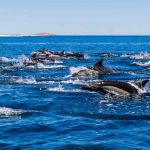 ¿Hay más delfines en las costas chilenas? Biólogos marinos explican qué está ocurriendo realmente ¿Hay más delfines en las costas chilenas? Biólogos marinos explican qué está ocurriendo realmente