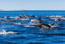 ¿Hay más delfines en las costas chilenas? Biólogos marinos explican qué está ocurriendo realmente ¿Hay más delfines en las costas chilenas? Biólogos marinos explican qué está ocurriendo realmente