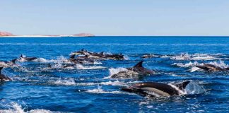 ¿Hay más delfines en las costas chilenas? Biólogos marinos explican qué está ocurriendo realmente
