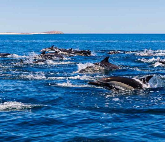 ¿Hay más delfines en las costas chilenas? Biólogos marinos explican qué está ocurriendo realmente