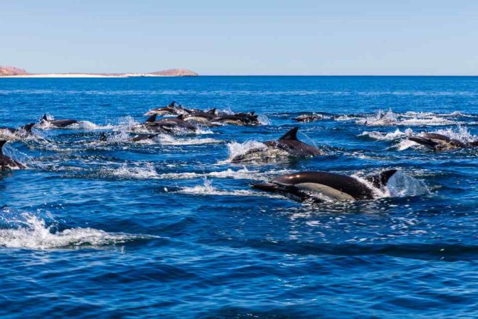 ¿Hay más delfines en las costas chilenas? Biólogos marinos explican qué está ocurriendo realmente ¿Hay más delfines en las costas chilenas? Biólogos marinos explican qué está ocurriendo realmente