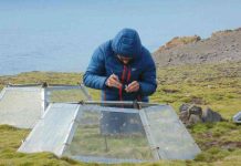 Lanzan proyecto que busca anticipar el impacto de especies invasoras en la Antártica