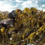 Acadian anuncia a los ganadores de la primera edición del Proyecto Joven Científico con investigaciones sobre suelos y extractos de algas marinas Acadian anuncia a los ganadores de la primera edición del Proyecto Joven Científico con investigaciones sobre suelos y extractos de algas marinas