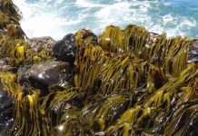 Acadian anuncia a los ganadores de la primera edición del Proyecto Joven Científico con investigaciones sobre suelos y extractos de algas marinas Acadian anuncia a los ganadores de la primera edición del Proyecto Joven Científico con investigaciones sobre suelos y extractos de algas marinas