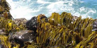 Acadian anuncia a los ganadores de la primera edición del Proyecto Joven Científico con investigaciones sobre suelos y extractos de algas marinas