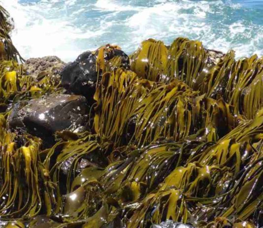 Acadian anuncia a los ganadores de la primera edición del Proyecto Joven Científico con investigaciones sobre suelos y extractos de algas marinas Acadian anuncia a los ganadores de la primera edición del Proyecto Joven Científico con investigaciones sobre suelos y extractos de algas marinas