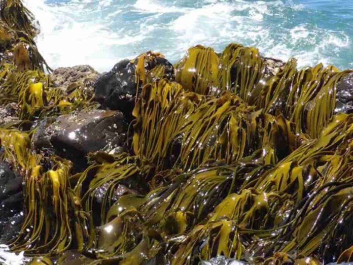 Acadian anuncia a los ganadores de la primera edición del Proyecto Joven Científico con investigaciones sobre suelos y extractos de algas marinas Acadian anuncia a los ganadores de la primera edición del Proyecto Joven Científico con investigaciones sobre suelos y extractos de algas marinas