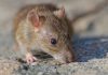 Alerta por hantavirus: expertos piden reforzar medidas y consulta oportuna Alerta por hantavirus: expertos piden reforzar medidas y consulta oportuna