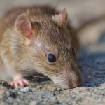 Alerta por hantavirus: expertos piden reforzar medidas y consulta oportuna Alerta por hantavirus: expertos piden reforzar medidas y consulta oportuna
