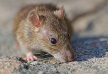 Alerta por hantavirus: expertos piden reforzar medidas y consulta oportuna Alerta por hantavirus: expertos piden reforzar medidas y consulta oportuna