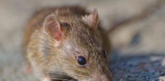 Alerta por hantavirus: expertos piden reforzar medidas y consulta oportuna Alerta por hantavirus: expertos piden reforzar medidas y consulta oportuna