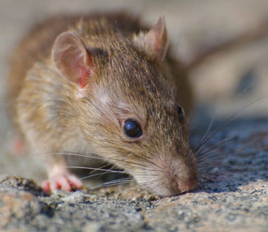 Alerta por hantavirus: expertos piden reforzar medidas y consulta oportuna Alerta por hantavirus: expertos piden reforzar medidas y consulta oportuna