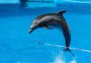 Día Mundial de los Delfines en Cautiverio: una práctica cuestionada por la ciencia que persiste en América Latina