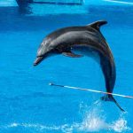 Día Mundial de los Delfines en Cautiverio: una práctica cuestionada por la ciencia que persiste en América Latina