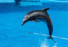 Día Mundial de los Delfines en Cautiverio: una práctica cuestionada por la ciencia que persiste en América Latina