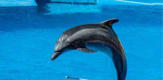 Día Mundial de los Delfines en Cautiverio: una práctica cuestionada por la ciencia que persiste en América Latina Día Mundial de los Delfines en Cautiverio: una práctica cuestionada por la ciencia que persiste en América Latina