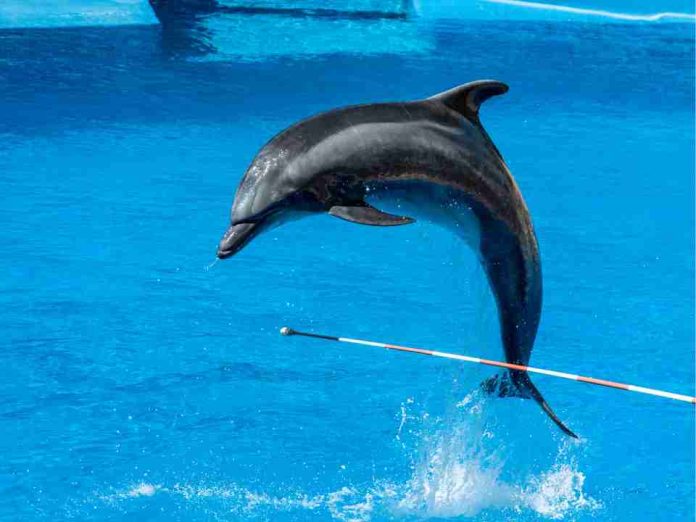 Día Mundial de los Delfines en Cautiverio: una práctica cuestionada por la ciencia que persiste en América Latina