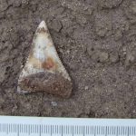 Reportaje | Proyecto internacional estudiará fósiles chilenos para comprender la evolución del tiburón blanco Reportaje | Proyecto internacional estudiará fósiles chilenos para comprender la evolución del tiburón blanco