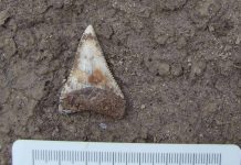 Reportaje | Proyecto internacional estudiará fósiles chilenos para comprender la evolución del tiburón blanco Reportaje | Proyecto internacional estudiará fósiles chilenos para comprender la evolución del tiburón blanco