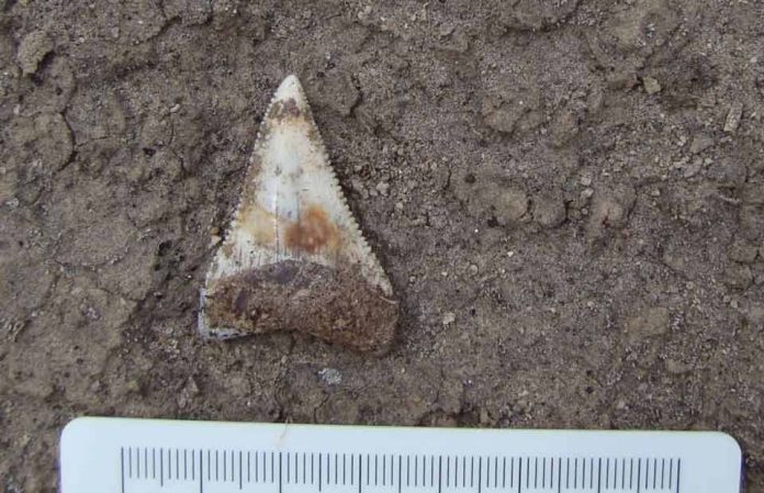 Reportaje | Proyecto internacional estudiará fósiles chilenos para comprender la evolución del tiburón blanco