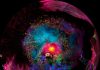 "Constelaciones Neuronales": una experiencia 360° para descubrir el cerebro en familia en Planetario USACH