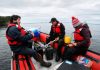 Estudio entre Chile y Tasmania revela cómo los bosques de huiro gigante modifican la química del agua de mar Estudio entre Chile y Tasmania revela cómo los bosques de huiro gigante modifican la química del agua de mar