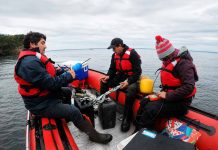Estudio entre Chile y Tasmania revela cómo los bosques de huiro gigante modifican la química del agua de mar Estudio entre Chile y Tasmania revela cómo los bosques de huiro gigante modifican la química del agua de mar
