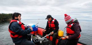 Estudio entre Chile y Tasmania revela cómo los bosques de huiro gigante modifican la química del agua de mar