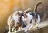 Hasta 2 de cada 5 gatos presenta sobrepeso: expertos alertan sobre errores comunes en su alimentación Hasta 2 de cada 5 gatos presenta sobrepeso: expertos alertan sobre errores comunes en su alimentación