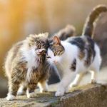 Hasta 2 de cada 5 gatos presenta sobrepeso: expertos alertan sobre errores comunes en su alimentación Hasta 2 de cada 5 gatos presenta sobrepeso: expertos alertan sobre errores comunes en su alimentación