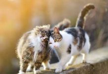 Hasta 2 de cada 5 gatos presenta sobrepeso: expertos alertan sobre errores comunes en su alimentación Hasta 2 de cada 5 gatos presenta sobrepeso: expertos alertan sobre errores comunes en su alimentación