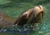 Lobo marino sorprende al aparecer en el río Andalién: ¿es posible que estos animales ingresen a aguas dulces? Lobo marino sorprende al aparecer en el río Andalién: ¿es posible que estos animales ingresen a aguas dulces?