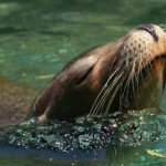 Lobo marino sorprende al aparecer en el río Andalién: ¿es posible que estos animales ingresen a aguas dulces? Lobo marino sorprende al aparecer en el río Andalién: ¿es posible que estos animales ingresen a aguas dulces?