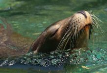 Lobo marino sorprende al aparecer en el río Andalién: ¿es posible que estos animales ingresen a aguas dulces? Lobo marino sorprende al aparecer en el río Andalién: ¿es posible que estos animales ingresen a aguas dulces?