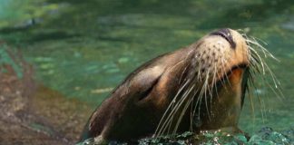 Lobo marino sorprende al aparecer en el río Andalién: ¿es posible que estos animales ingresen a aguas dulces?